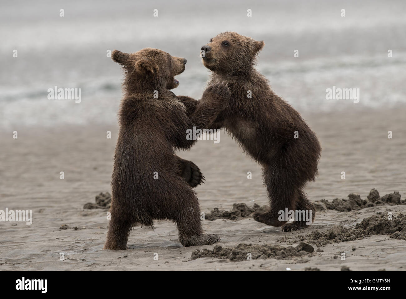 Alaskan brown bear cubs playing Stock Photo - Alamy