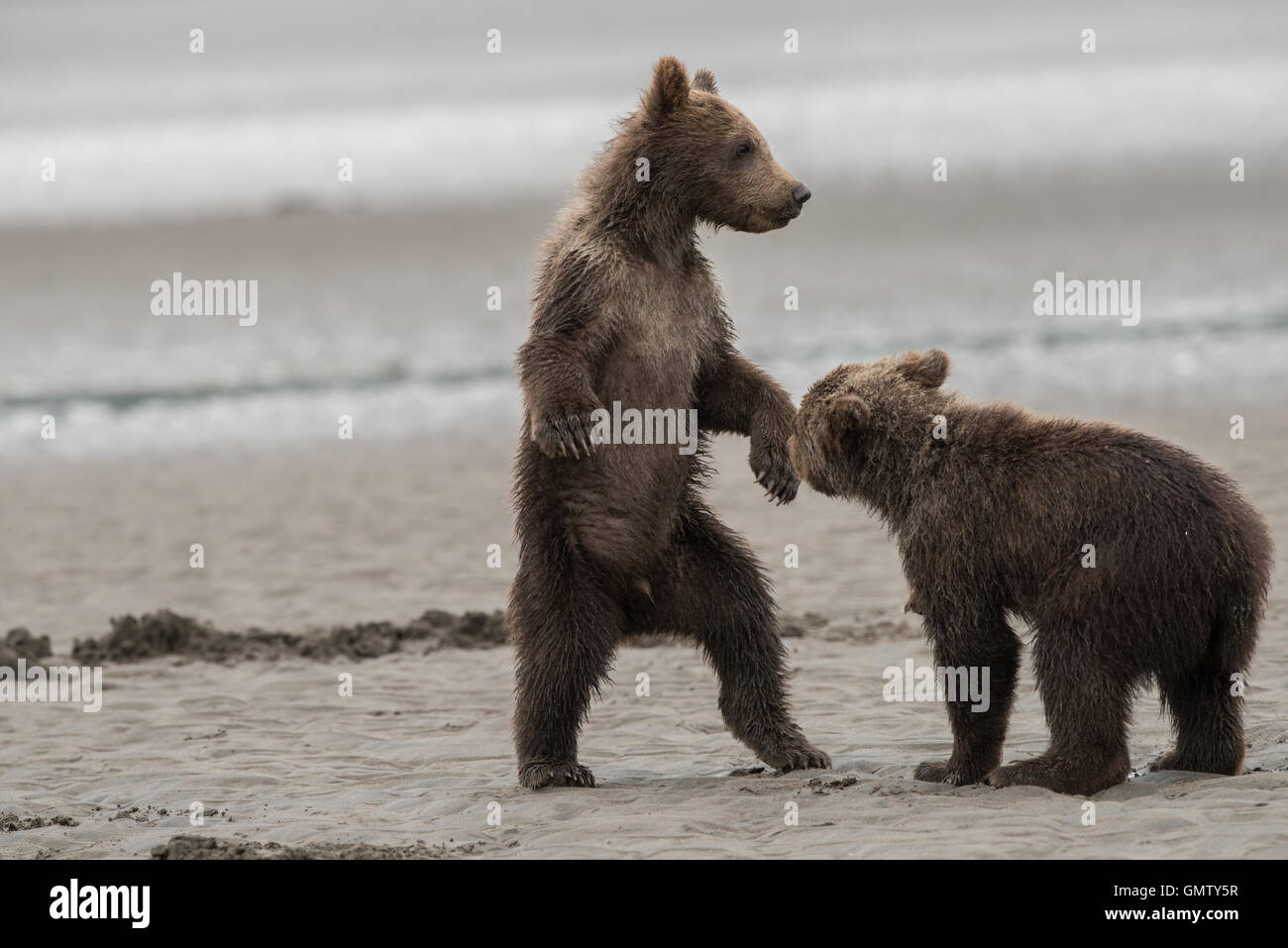 Alaskan brown bear cubs playing Stock Photo - Alamy