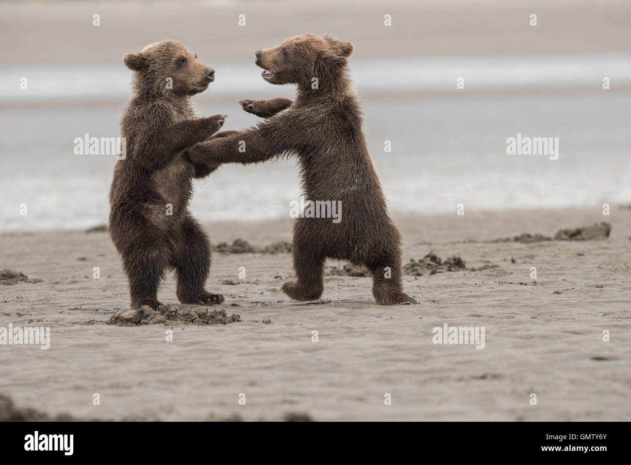 Alaskan brown bear cubs playing Stock Photo - Alamy