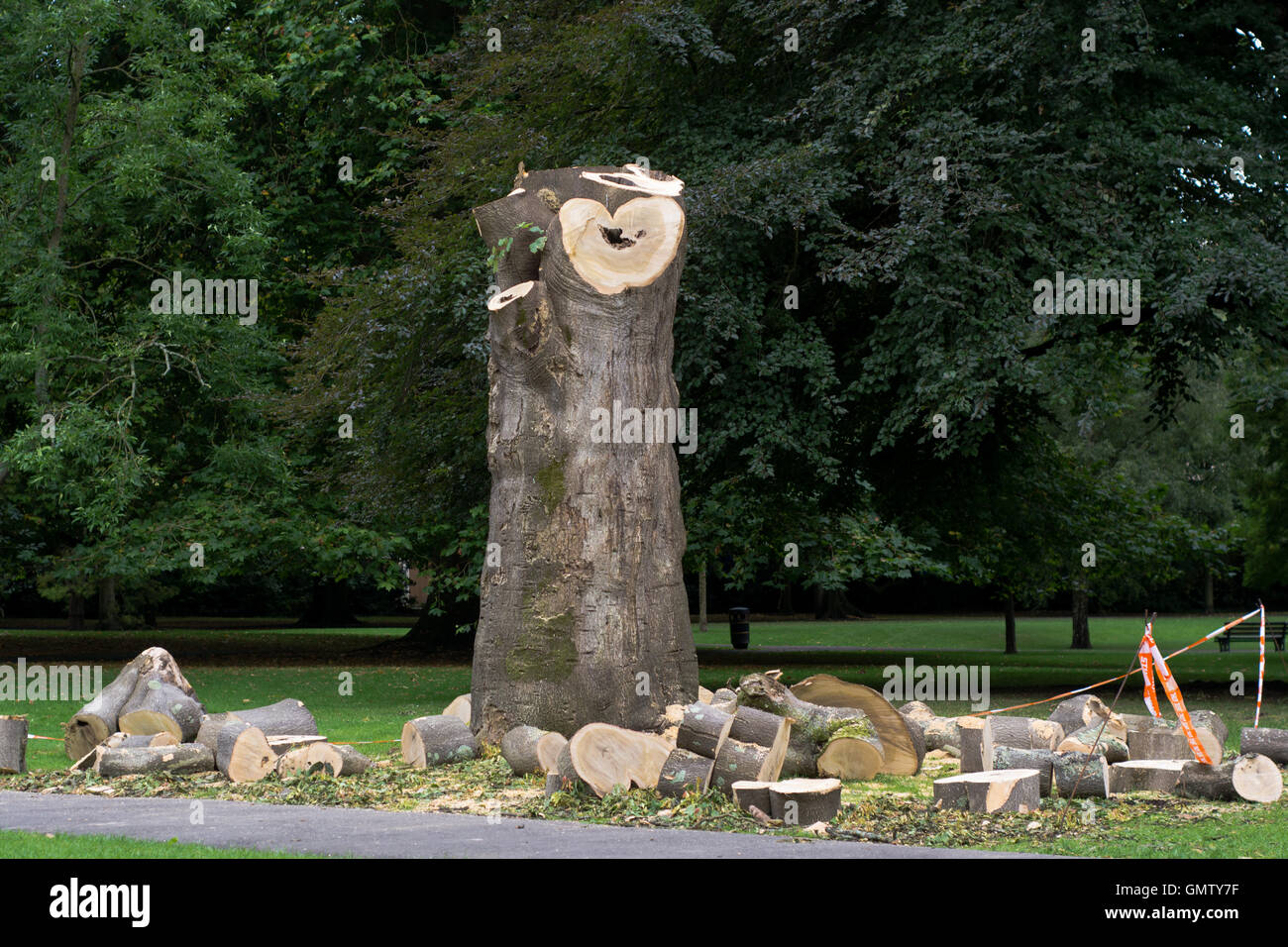Pollarded sycamore (Acer pseudoplatanus) in park. Large mature tree felled with logs around trunk, in park in Bath, Somerset, UK Stock Photo