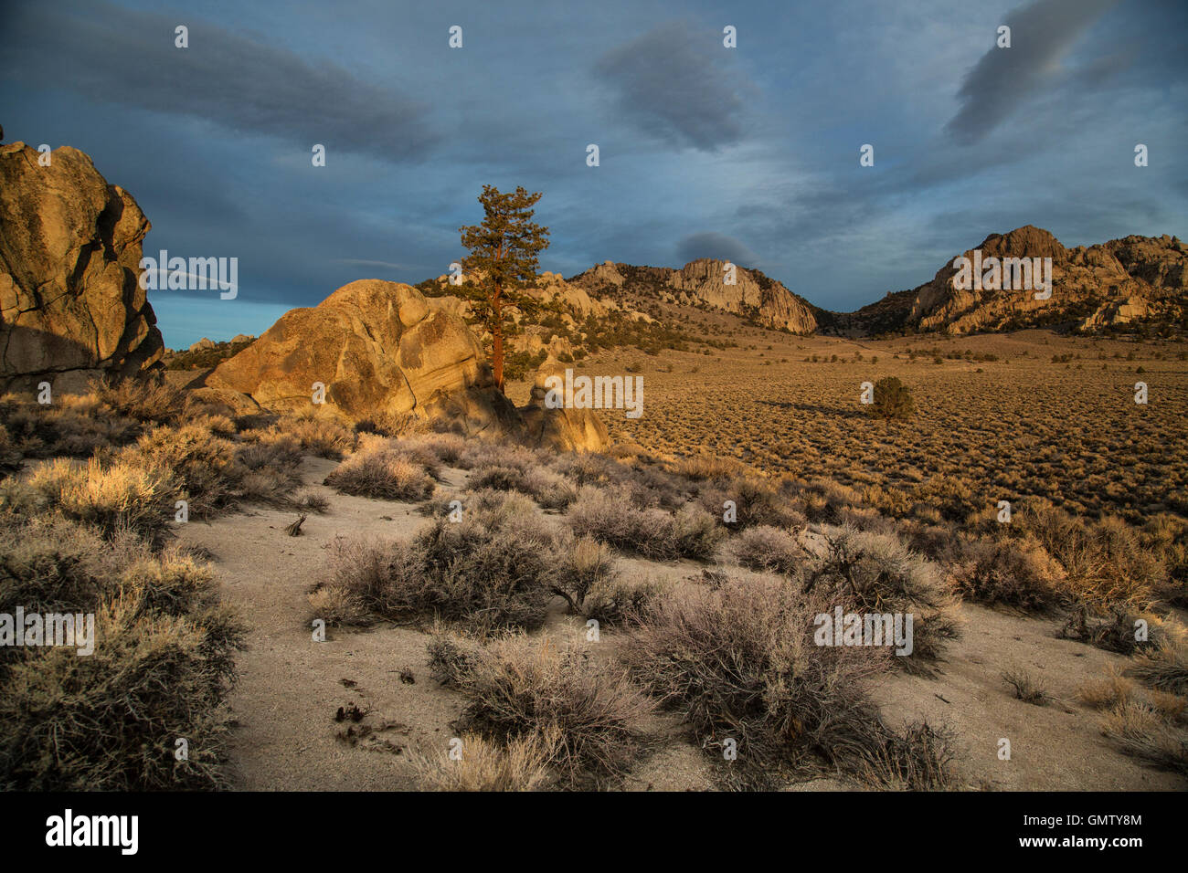 Pinon tree sagebrush hi-res stock photography and images - Alamy