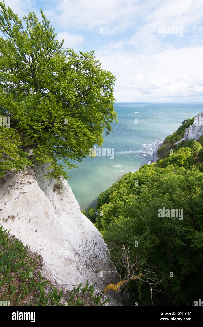 The Koenigsstuhl, Kings Chair, is the best-known chalk cliff on the Stubbenkammer in the Jasmund National Park on the Baltic Sea Stock Photo