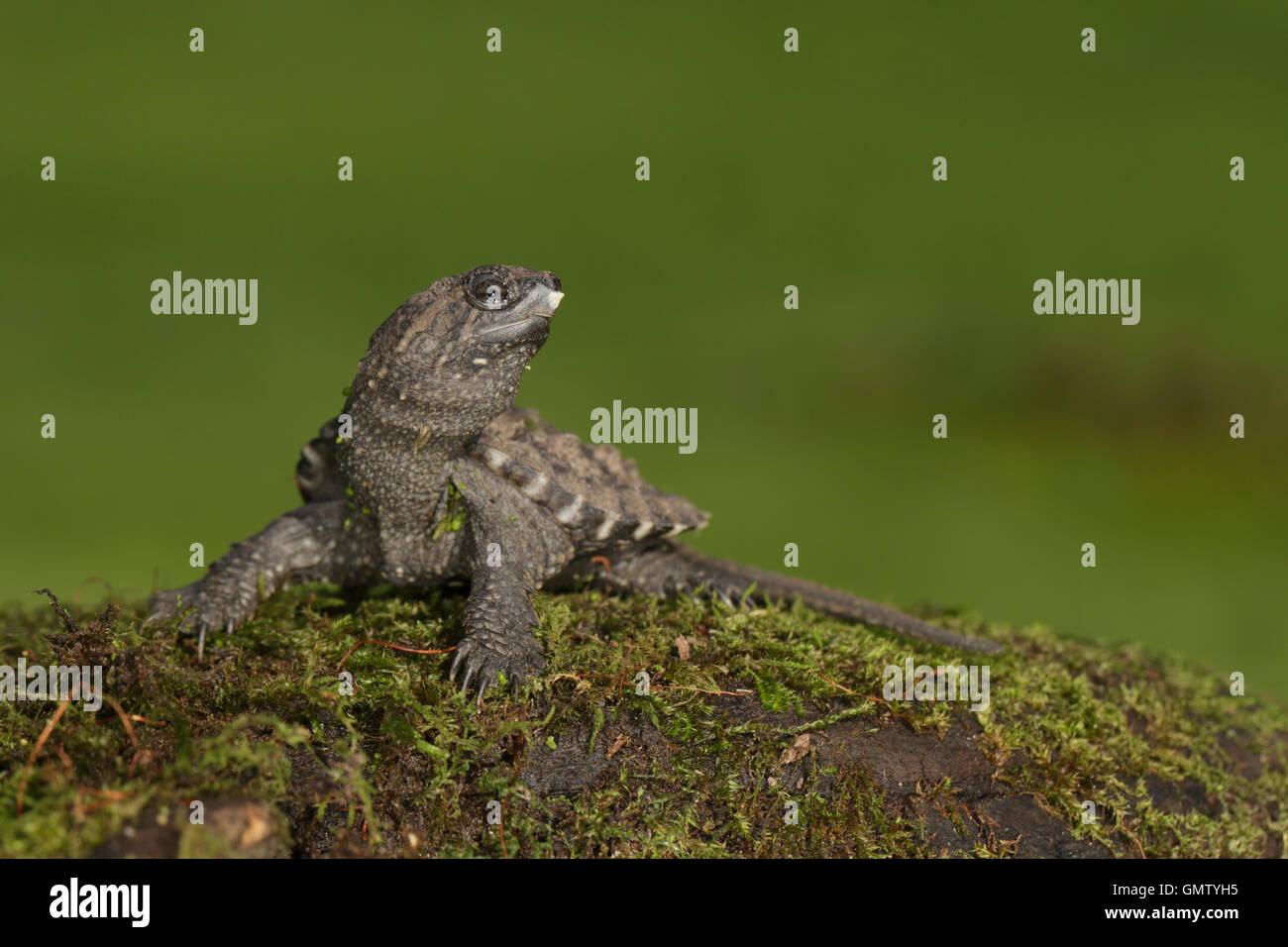 Snapping Turtle Hatchling with egg tooth Stock Photo - Alamy