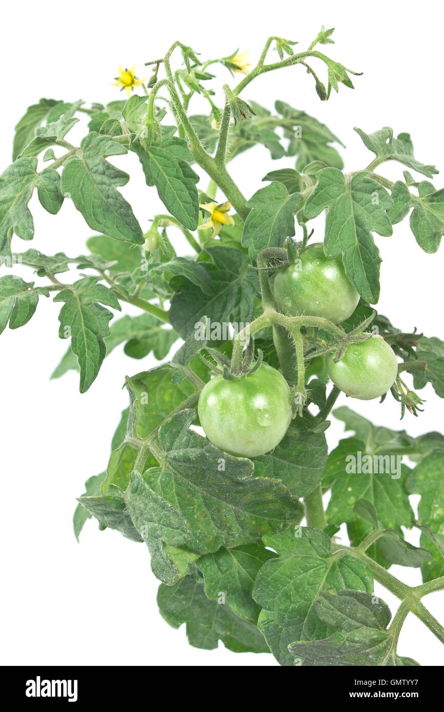 Tomato green plant on white background Stock Photo - Alamy