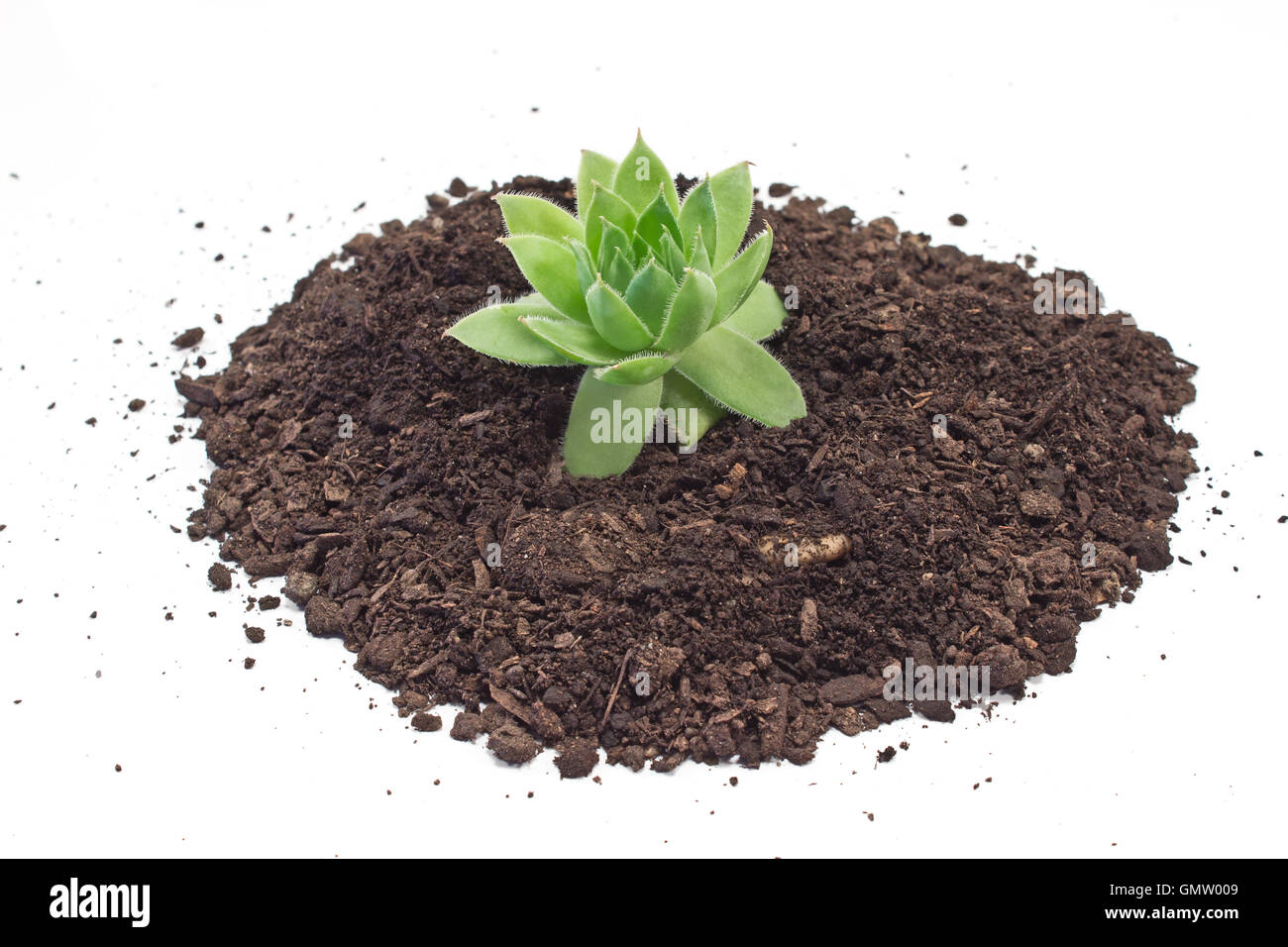 Humus soil pile with houseleek plant isolated on white Stock Photo