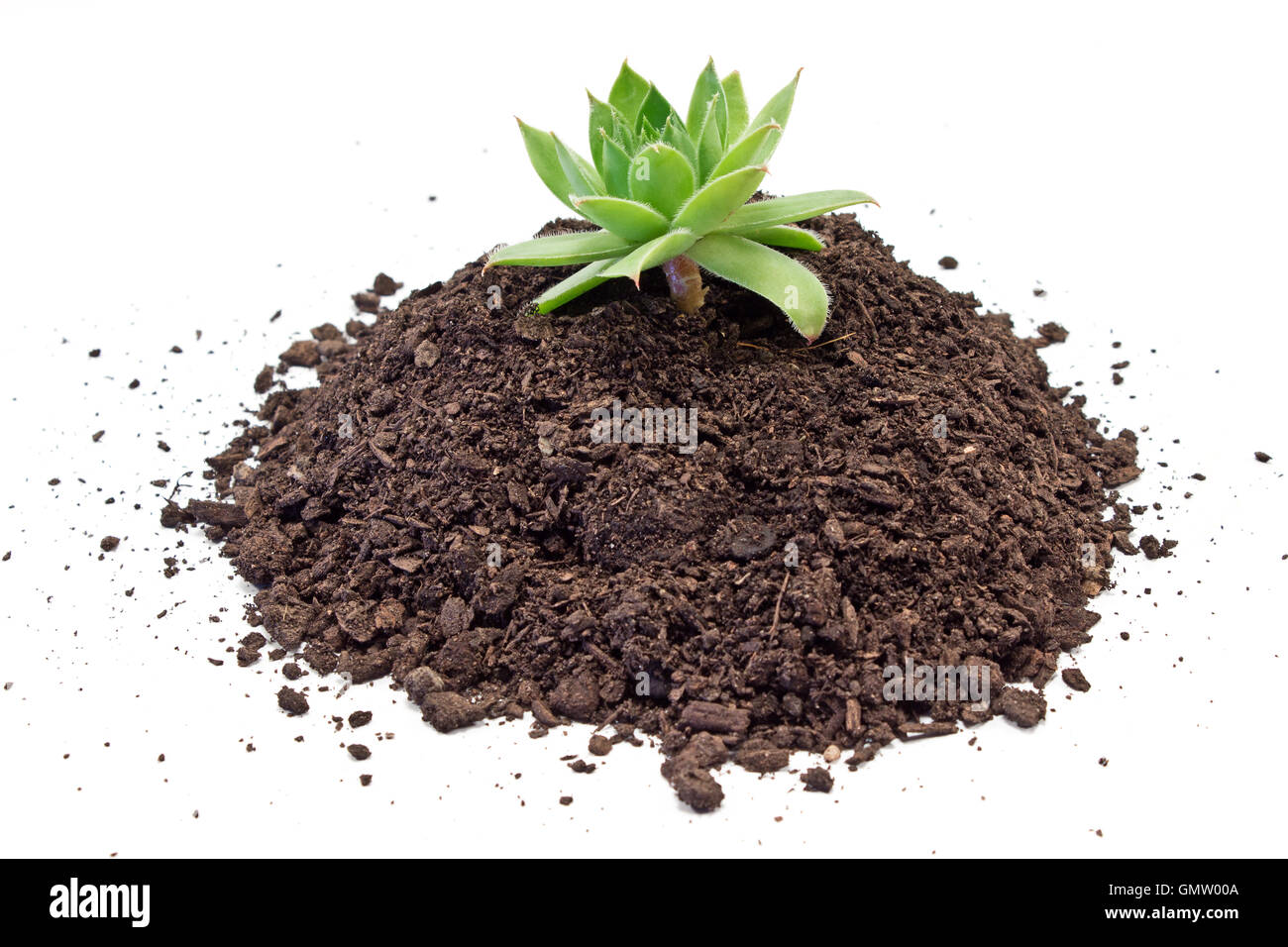 Humus soil pile with houseleek plant isolated on white Stock Photo