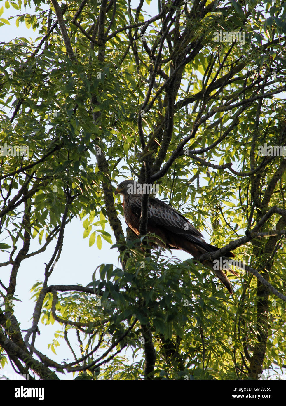 Juvenile red kite (Milvus milvus) perched in an ash tree (Fraxinus excelsior) in dappled evening sun Stock Photo