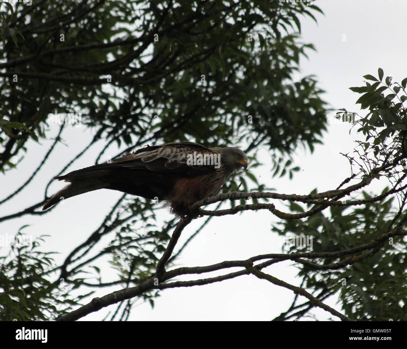 Juvenile red kite (Milvus milvus) in an ash tree (Fraxinus excelsior), about to take flight Stock Photo