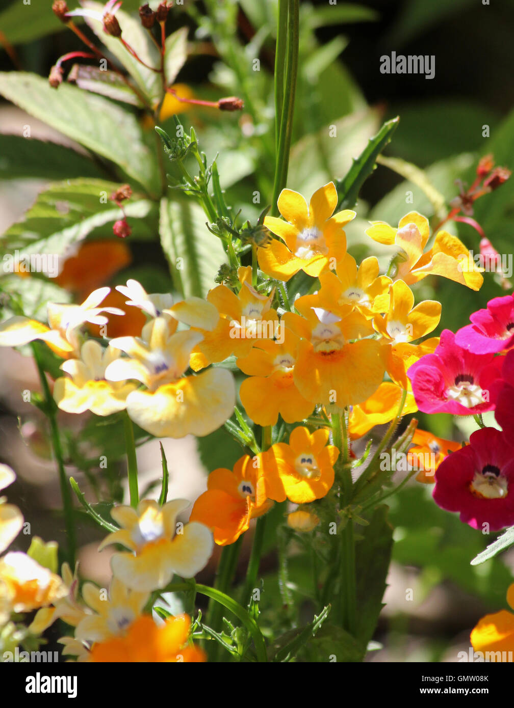 Yellow and pink nemesia 'tapestry' flowers in dappled sunshine with leaves and seeds of Gillenia trifoliata in background Stock Photo