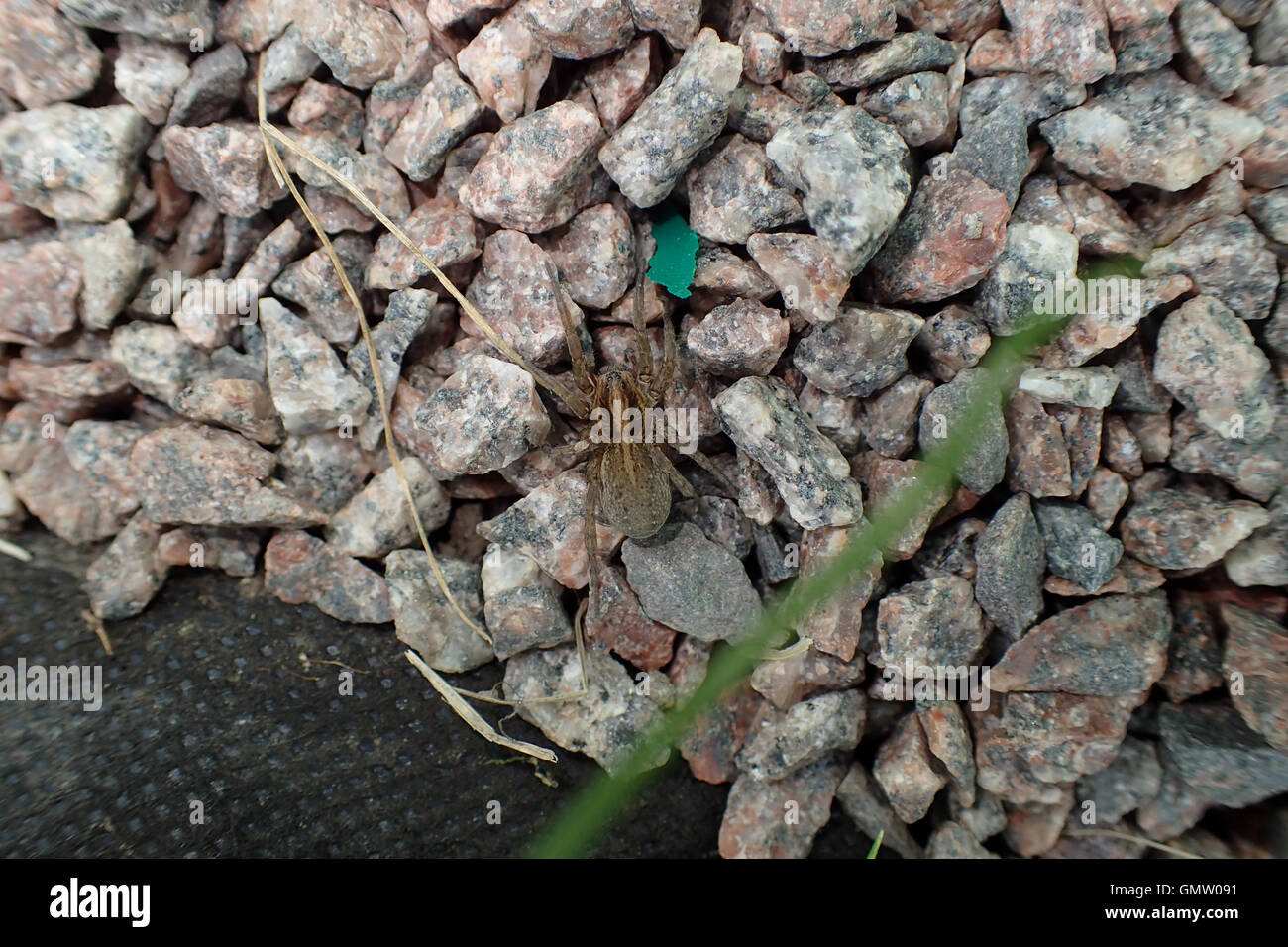 Female ground wolf spider (Trochosa terricola) on stone chippings by the rubber liner of a pond Stock Photo