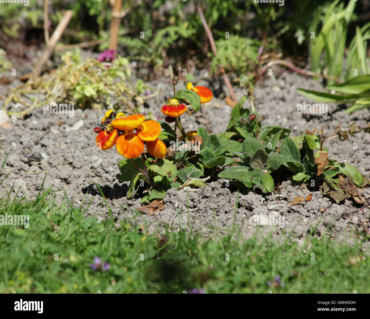 Calceolaria 'yellow & orange' at the edge of a chalk soil flowerbed in a grass lawn in sunshine Stock Photo