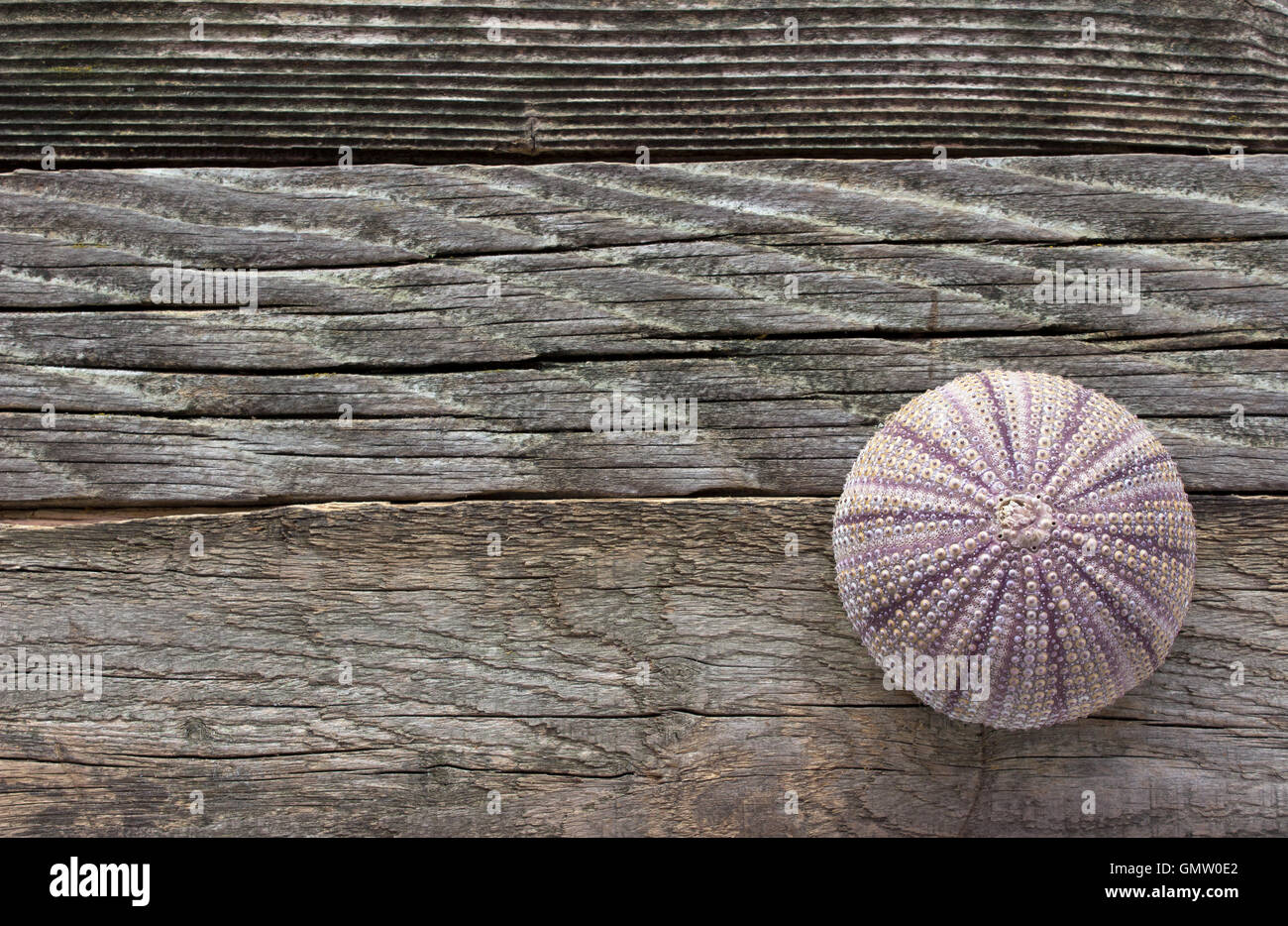 Sea urchin skeleton on old wooden background Stock Photo