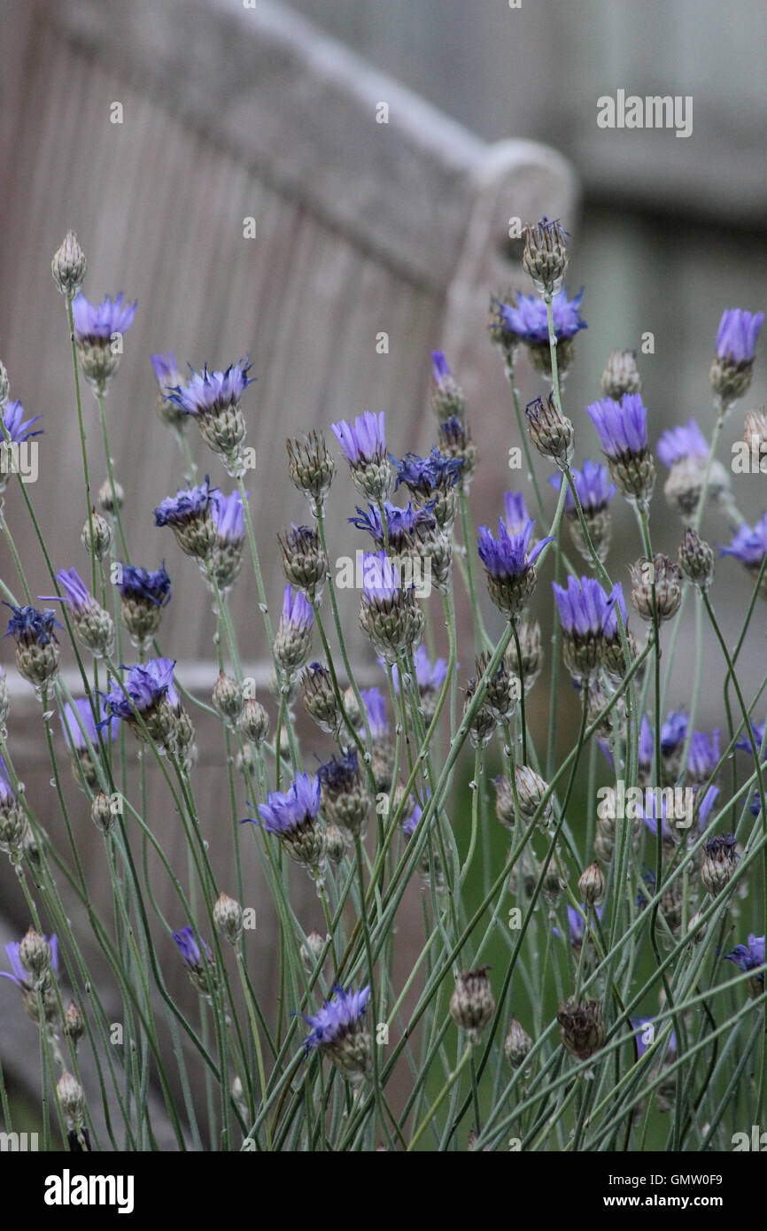Catananche caerulea flowers and seed heads at dusk, in front of an out-of-focus garden bench and fence Stock Photo