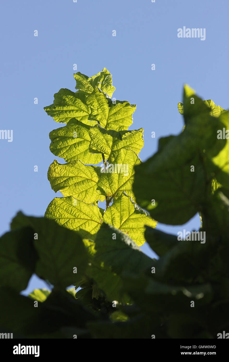 Sunlit common hazel (Corylus avellana) branch and leaves seen from below against a blue sky Stock Photo