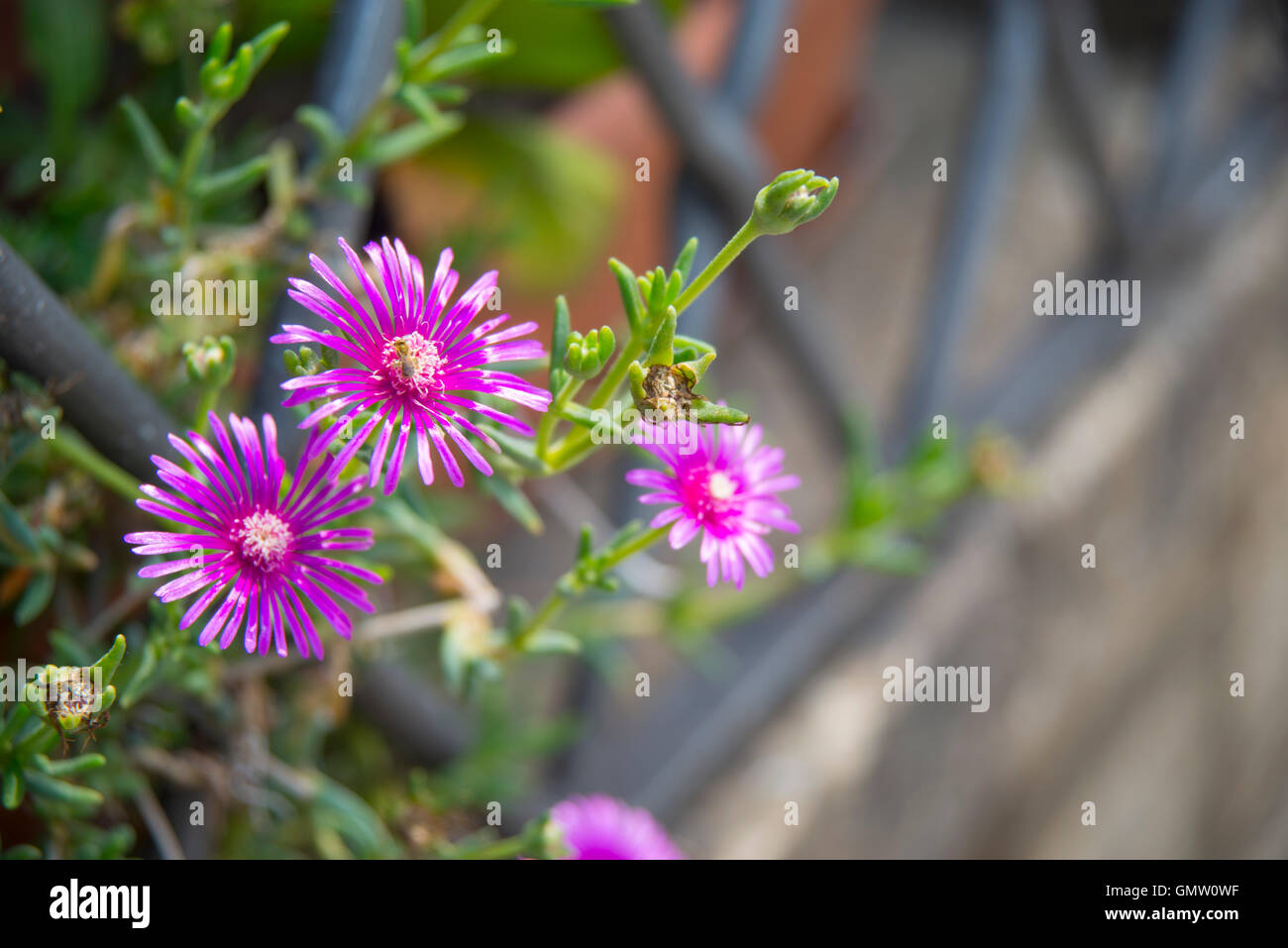 Purple mesem flowers. Stock Photo