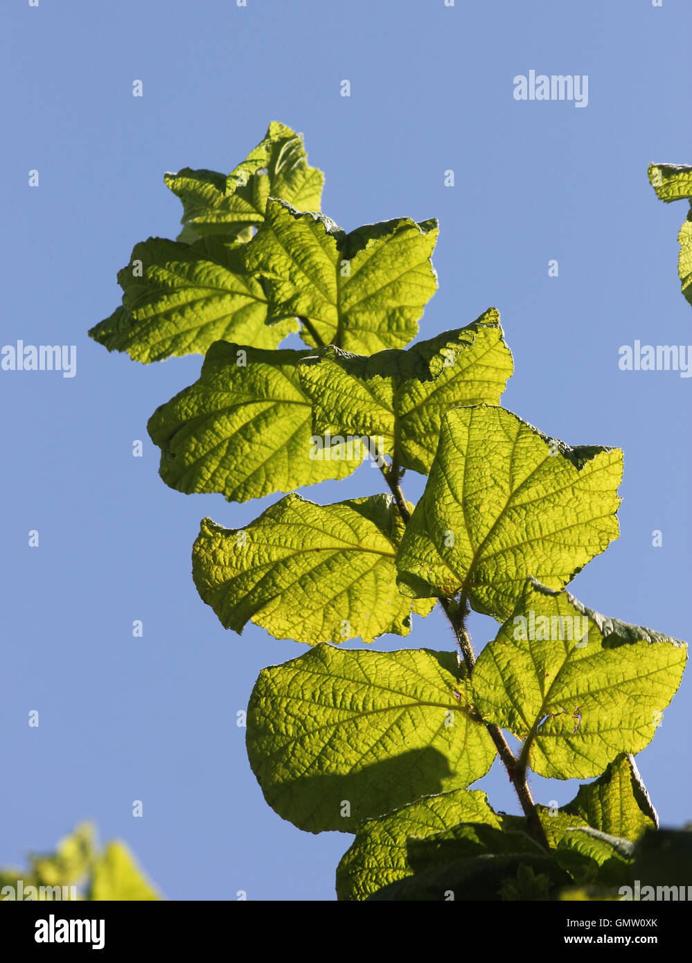 Sunlit common hazel (Corylus avellana) branch and leaves seen from below against a blue sky Stock Photo