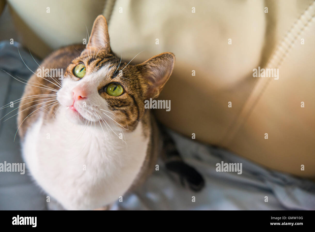 Tabby and white cat, view from above. Stock Photo