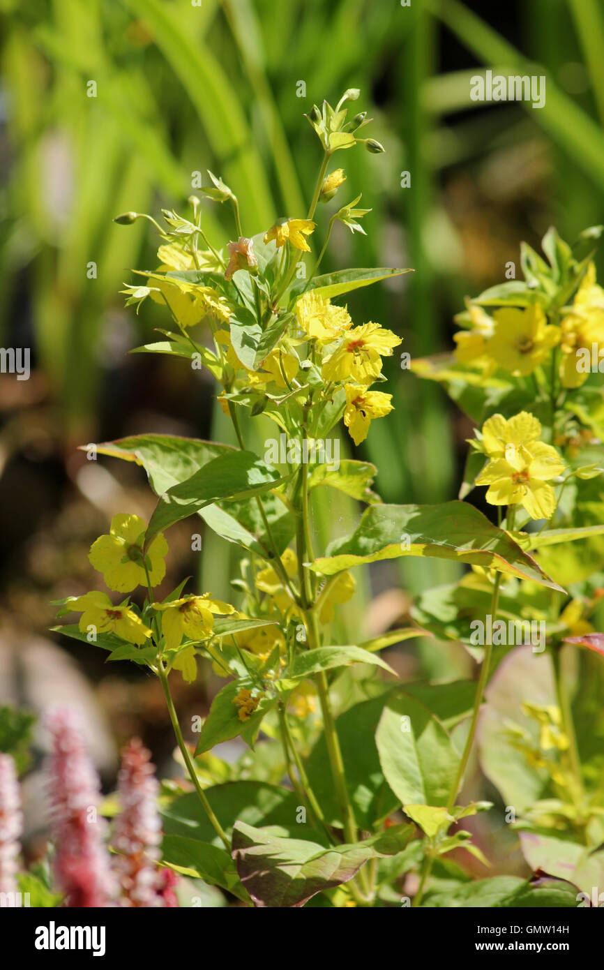 Fringed loosestrife (Lysimachia ciliata) in the sun in front of blurred iris leaves Stock Photo