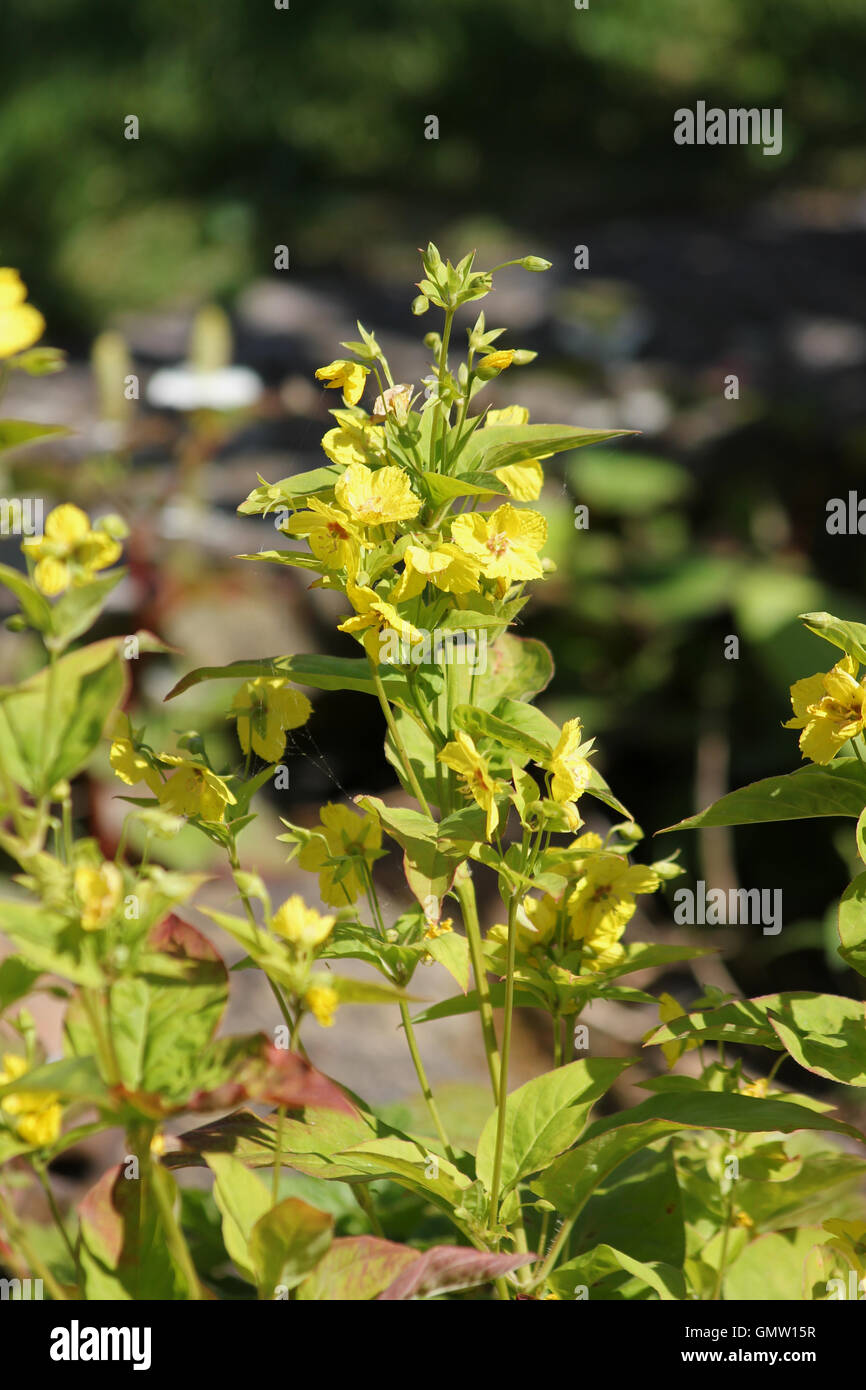Fringed loosestrife (Lysimachia ciliata) in the sun with a blurred pond as a background Stock Photo