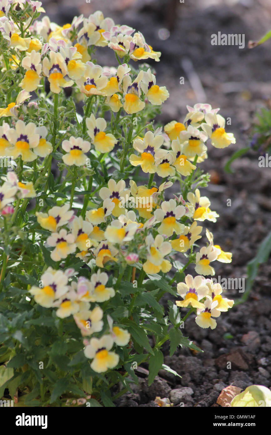 Nemesia (Nemesia 'nesia sunshine') in dappled sunshine in a flowerbed with chalk soil Stock