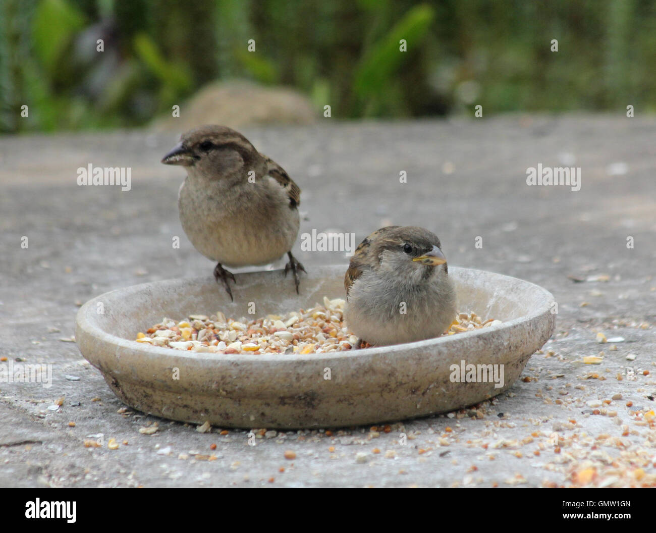Juvenile house sparrows (Passer domesticus) eating bird seed in a clay