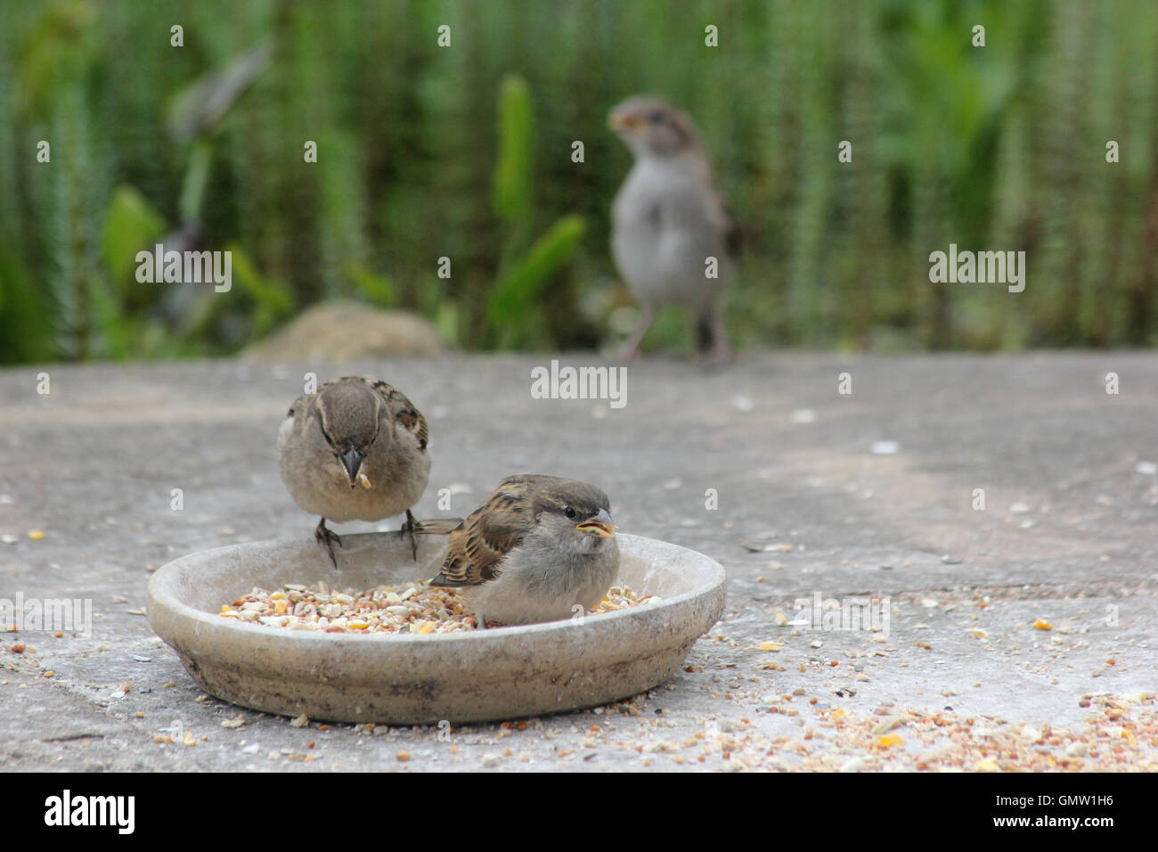 Juvenile house sparrows (Passer domesticus) eating bird seed in a clay