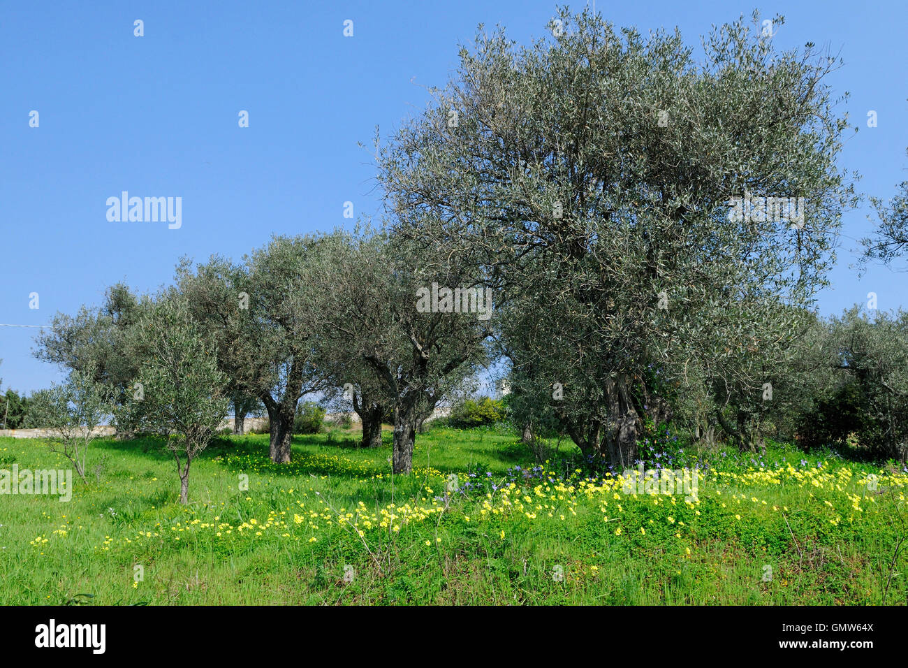 field of olive trees, Cuglieri, Oristano district, Sardinia, Italy Stock Photo