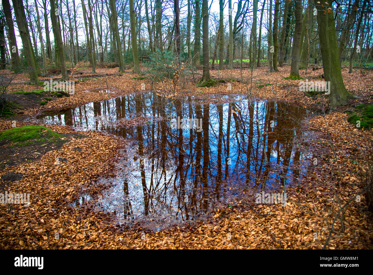 forest in fall in eastern holland Stock Photo