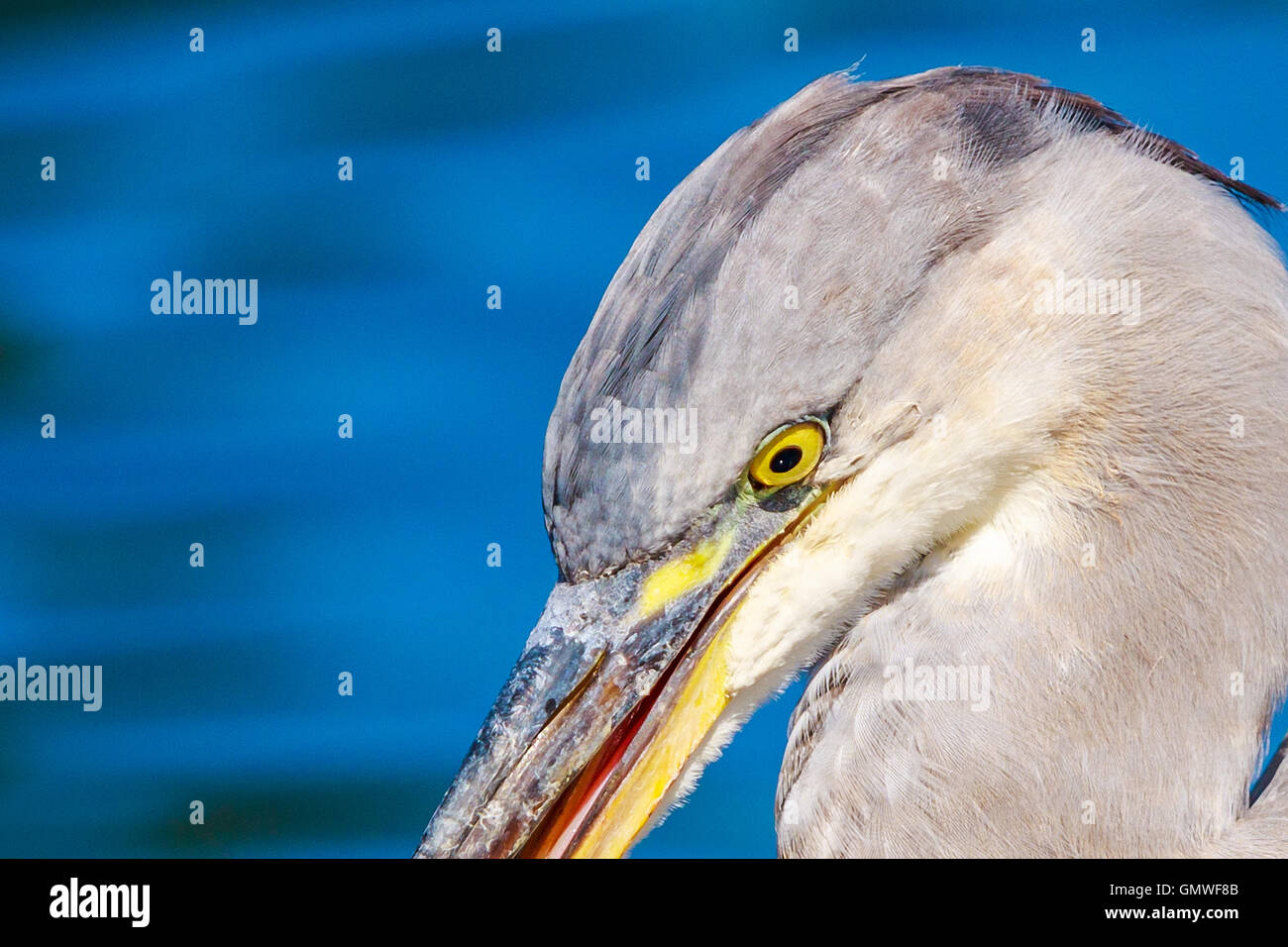 Grey Heron capture  very close at Hyde Park London On the Serpentine lake. Stock Photo