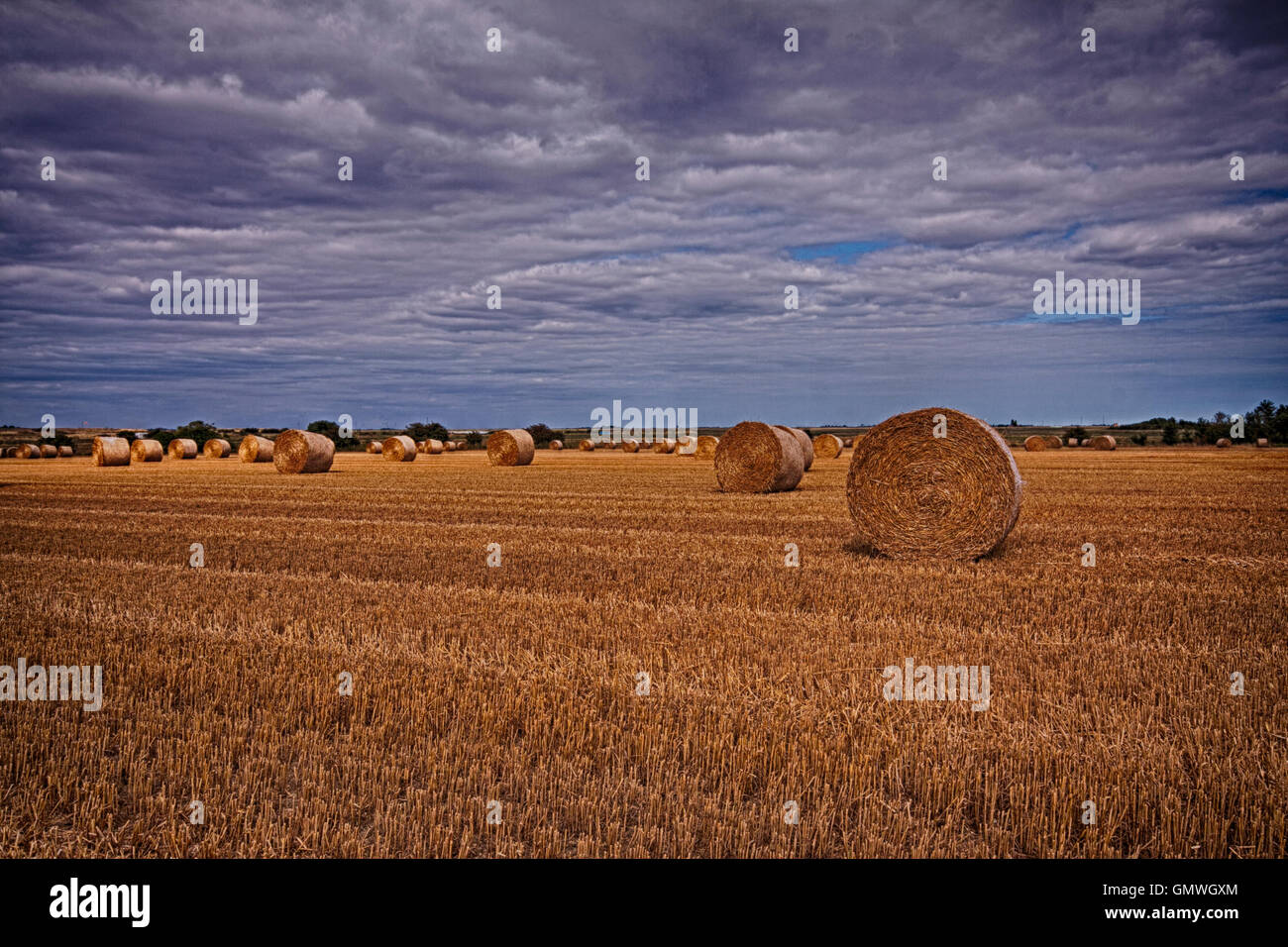 Round Hay Bales in stubbly golden field under clouded sky on a farm in