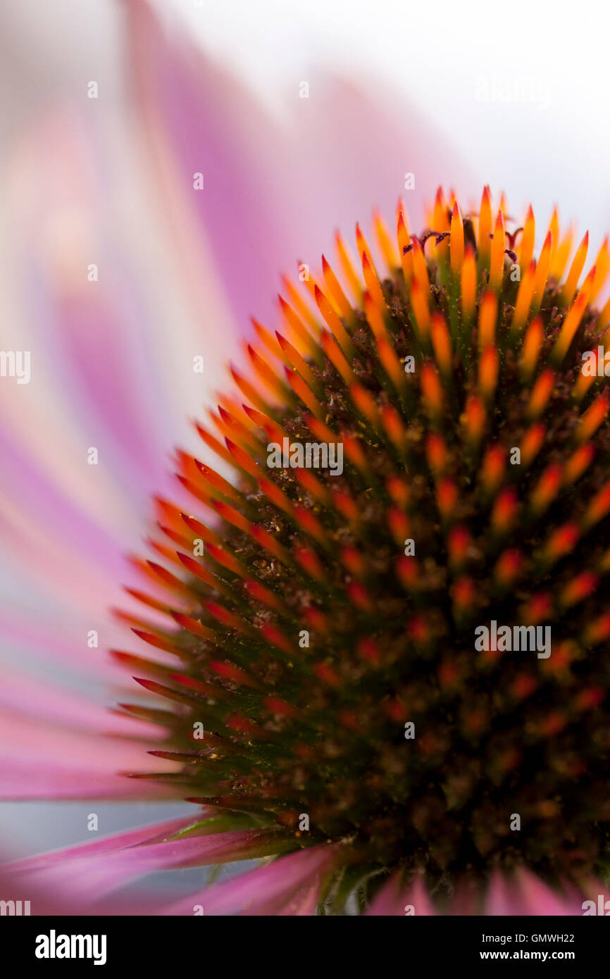 Close-up Image of pink Echinacea flower showing detail of the cone shaped centre Stock Photo