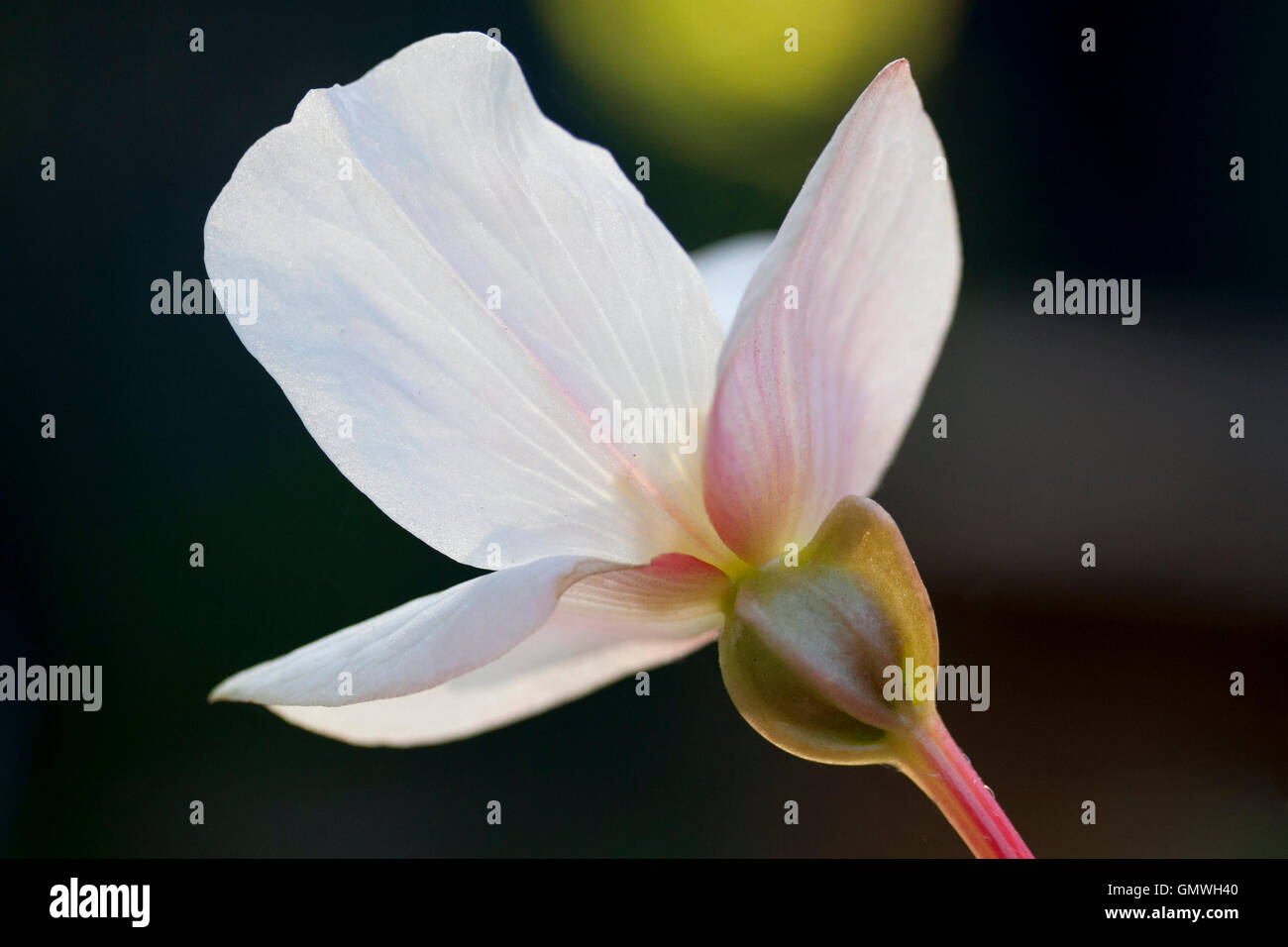 White Begonia female flower showing pistil - back lit with boke background Stock Photo