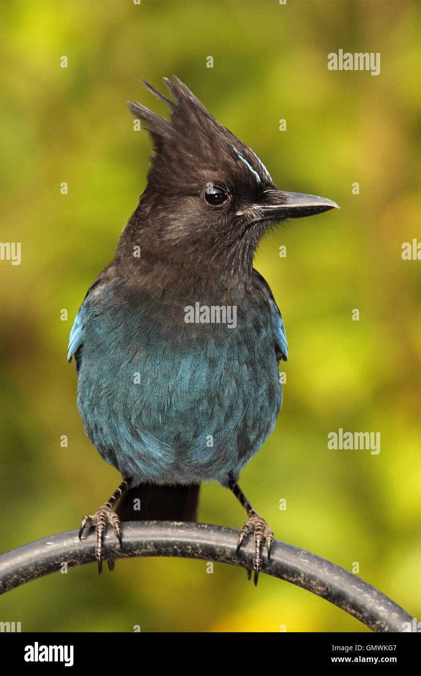 A Steller's Jay with a questioning look. Stock Photo