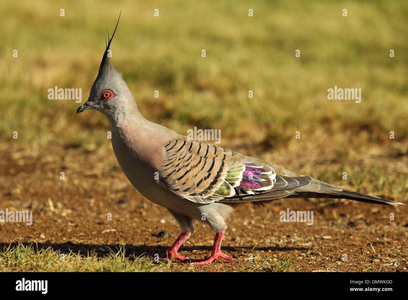A Crested Pigeon approaching. Stock Photo