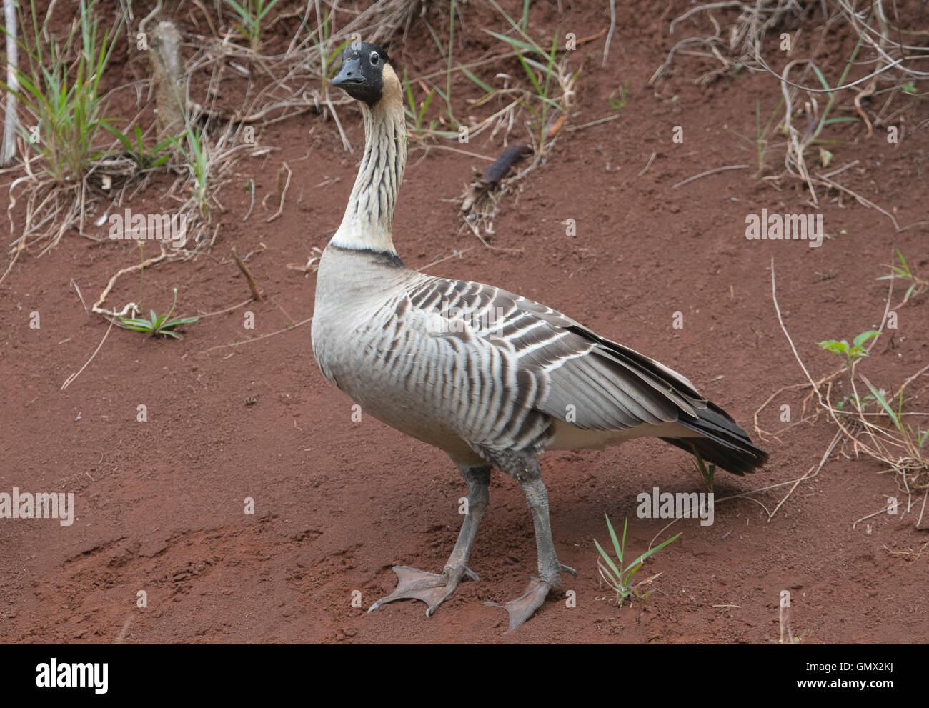 Hawaiian Goose or Nene (Branta sandvicensis) Endangered, Kilauea Point National Wildlife Refuge, Kauai, Hawaii Stock Photo