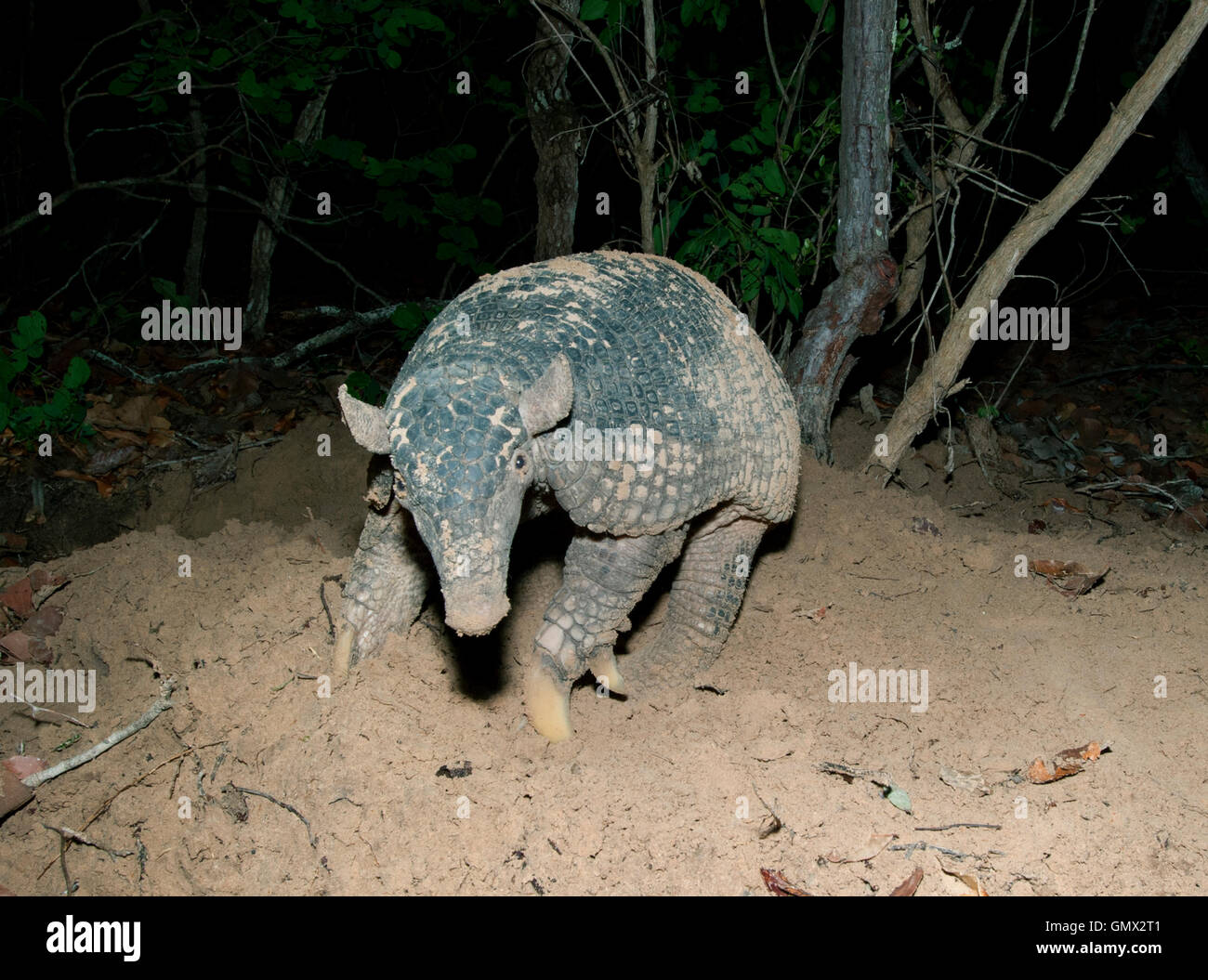 Giant Armadillo (Priodontes maximus) endangered, wild, Pantanal, Brazil