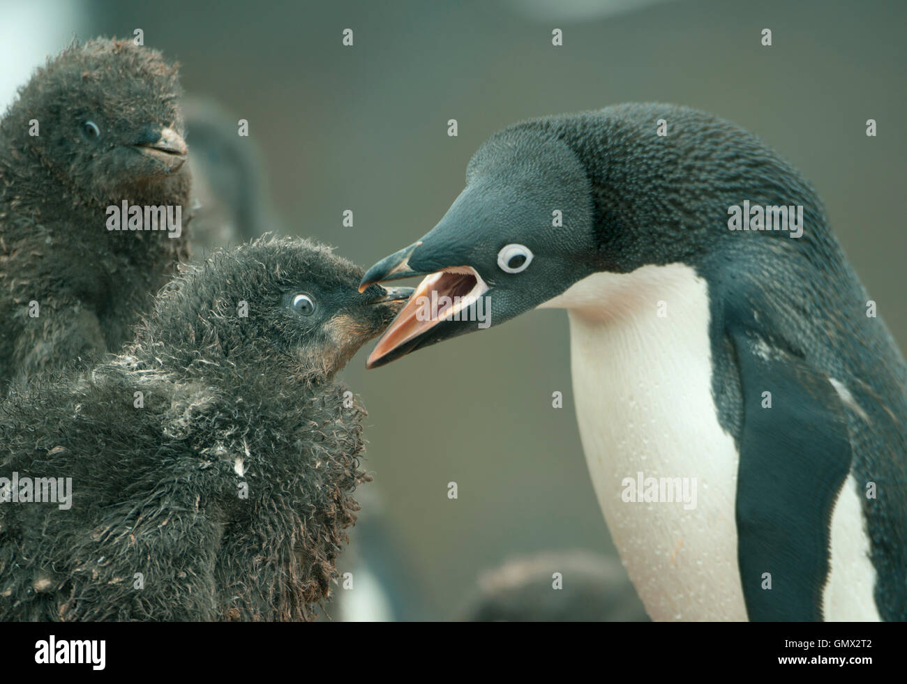 Adelie Penguin (Pygoscelis adeliae) feeding hungry chicks, Paulet Island, Antarctica Stock Photo