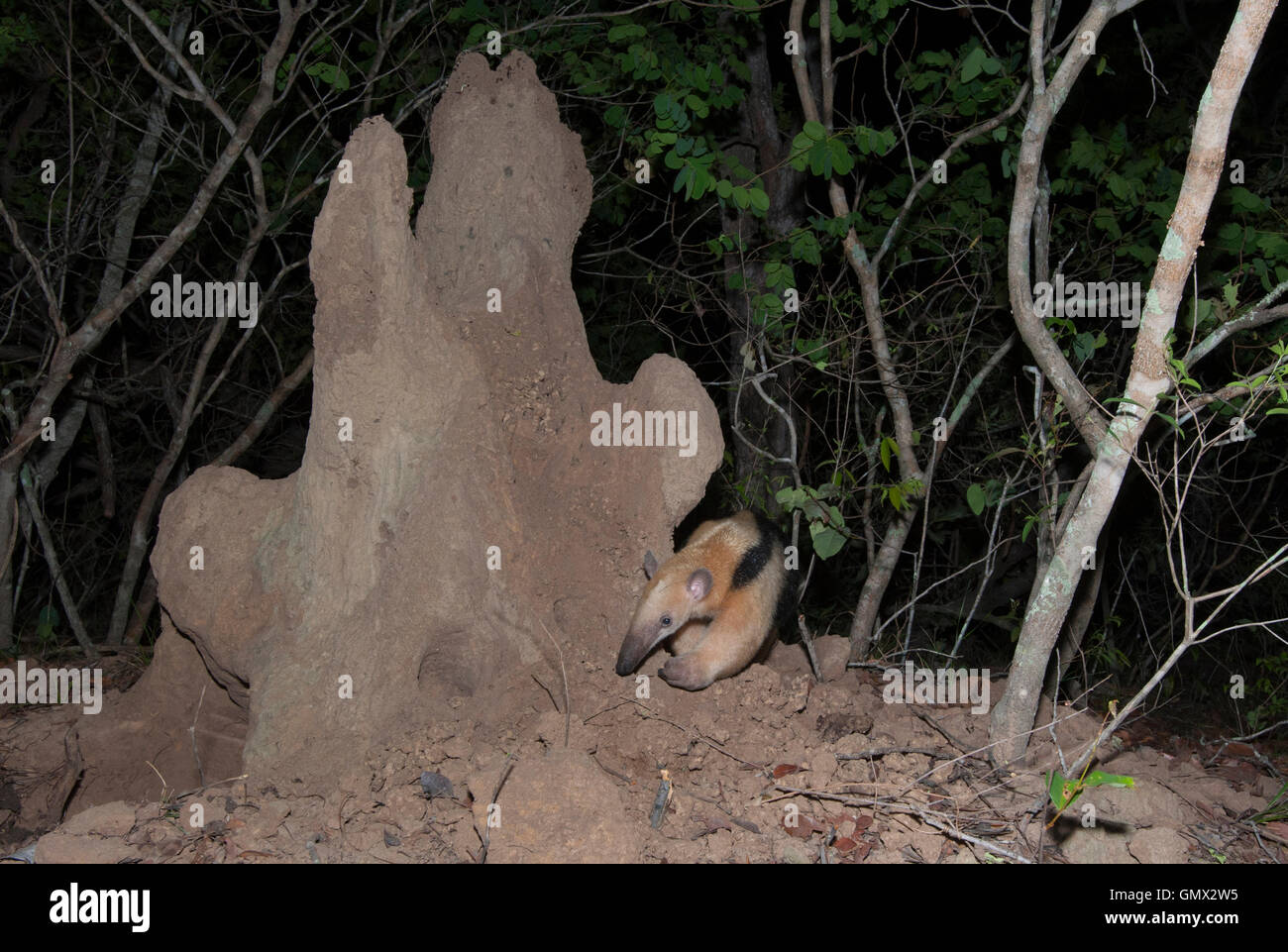 Southern Tamandua (Tamandua tetradactyla) or Collared Anteater, foraging around termite mound, Pantanal, Brazil, night Stock Photo