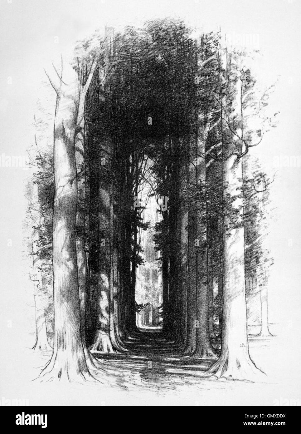 Glade in Binning Wood at Tyninghame in  East Lothian, Scotland. (From 'Sketches in East Lothian' by Thomas B. Blacklock...1892) Stock Photo