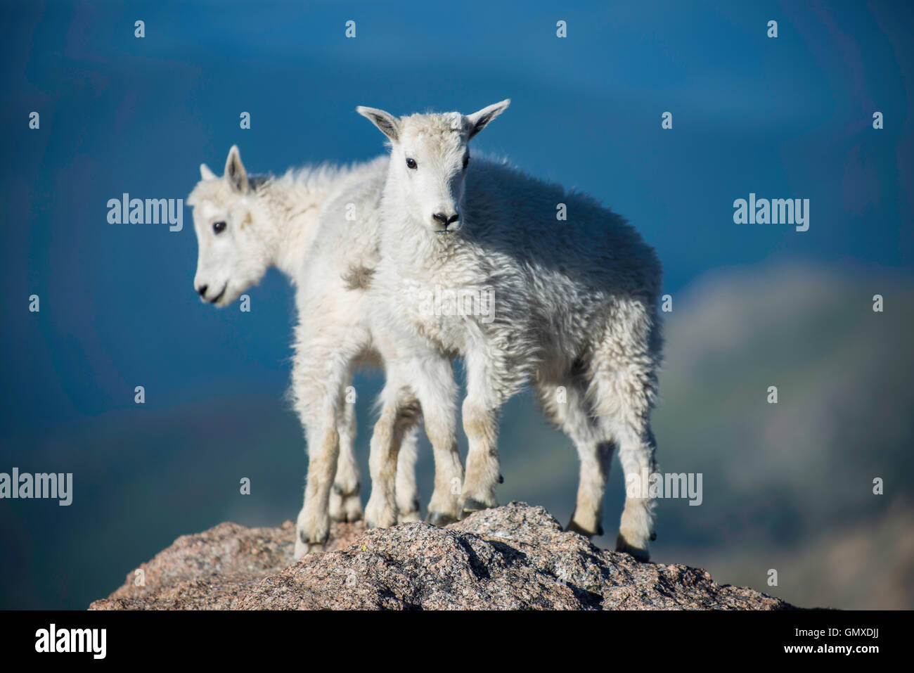 Two Mountain Goat (Oreamnos americanus) kids, Mount Evans, Rocky Mountains, Colorado USA Stock Photo