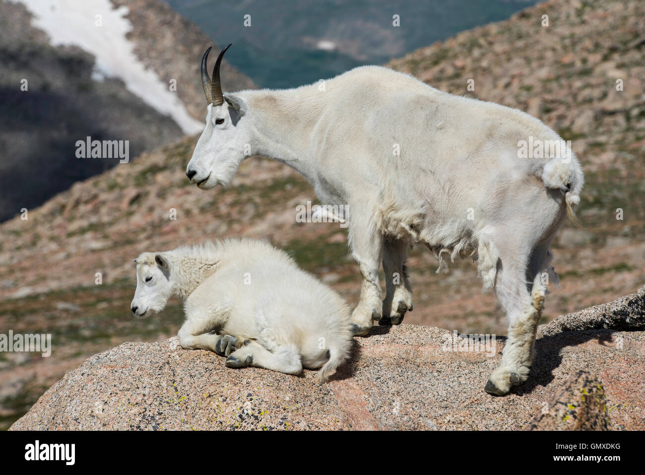 Mountain Goat (Oreamnos americanus) Adult with Kid, Mount Evans, Rocky Mountains, Colorado USA Stock Photo