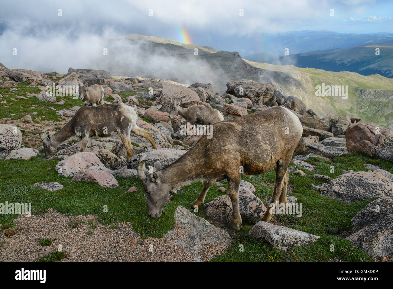 Bighorn Sheep (Ovis canadensis) grazing in alpine meadow with rainbow, Colorado USA Stock Photo