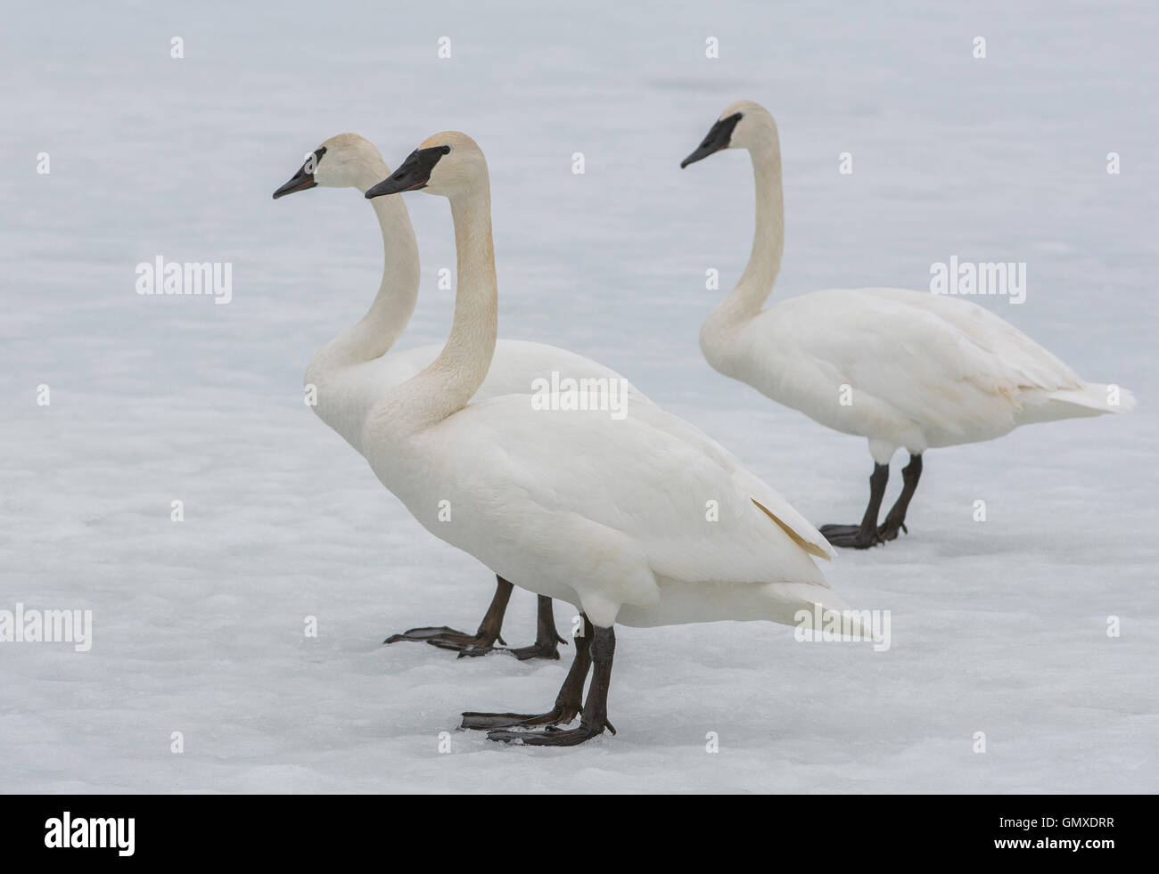 Trumpeter Swans (Cygnus buccinator) standing on ice, North America Stock Photo
