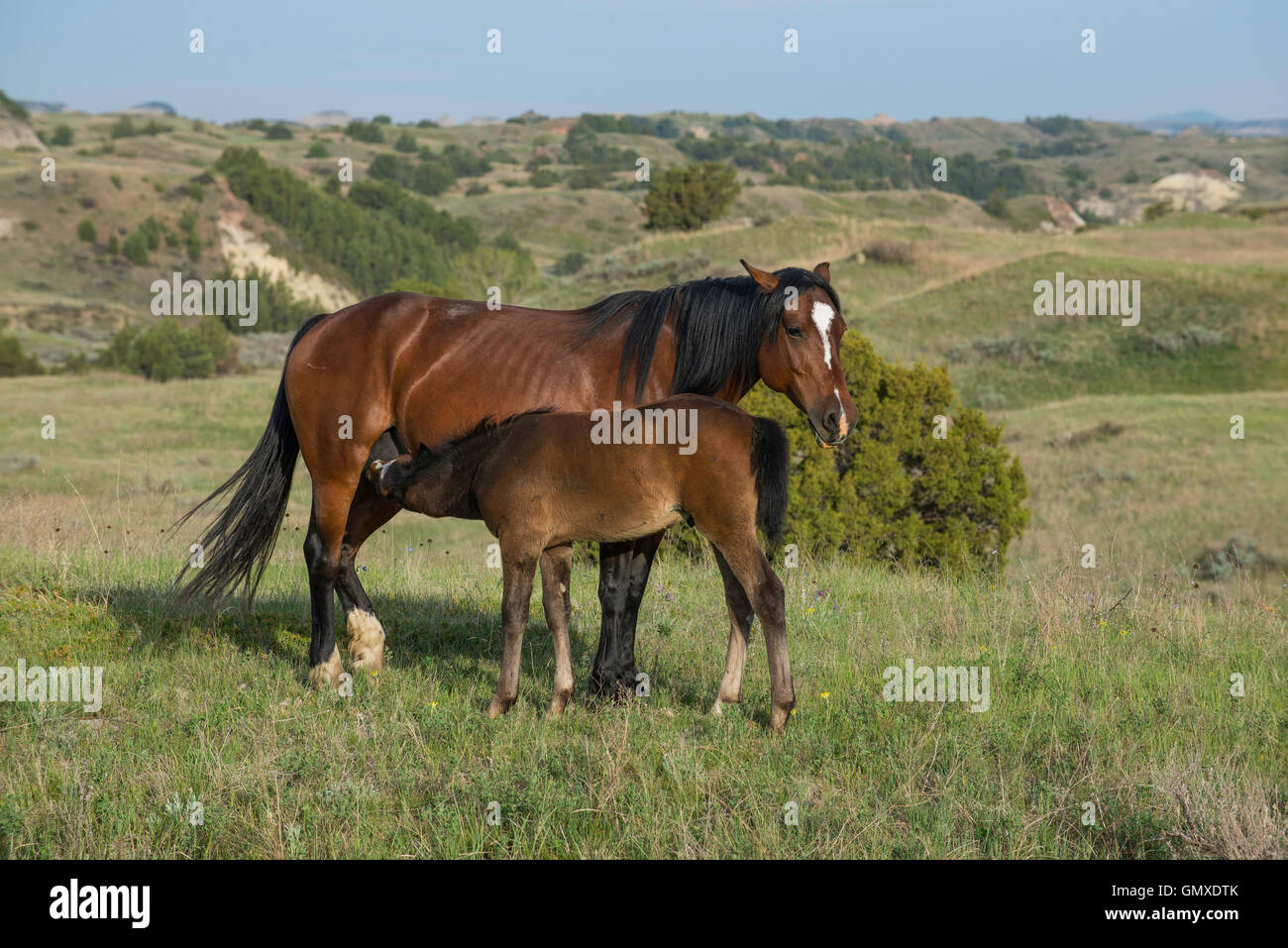 Wild Horse, (Equs ferus), mother nursing foal, Western North America Stock Photo