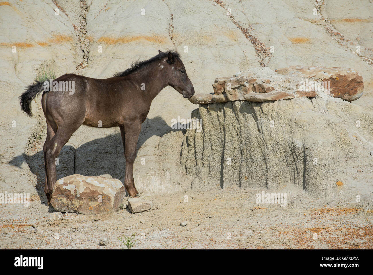 Wild Horse, (Equs ferus), Colt, rubbing & licking soil for minerals, Feral, Theodore Roosevelt National Park, N. Dakota, USA Stock Photo