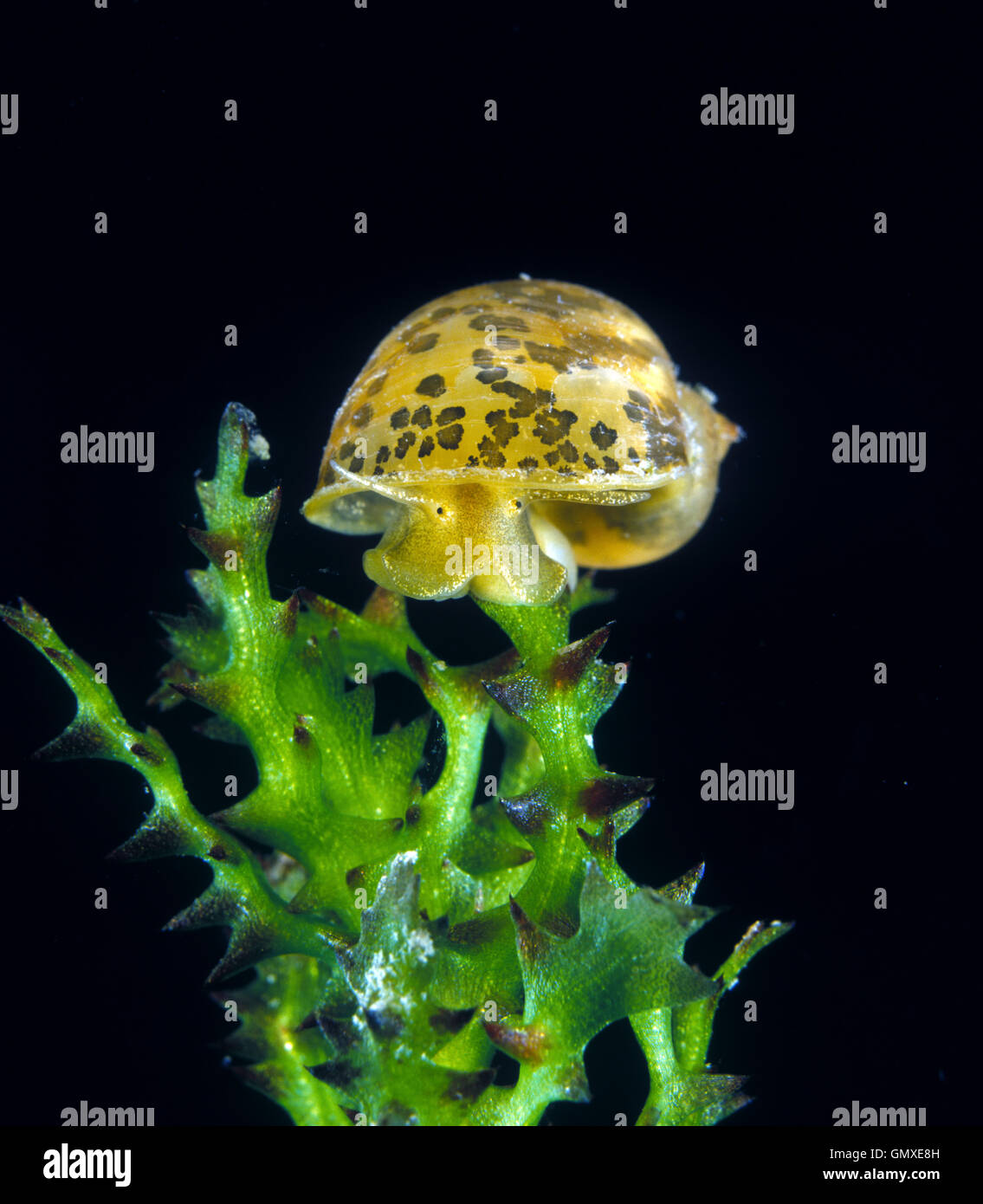 Big Ear Radix Snail High Resolution Stock Photography and Images - Alamy