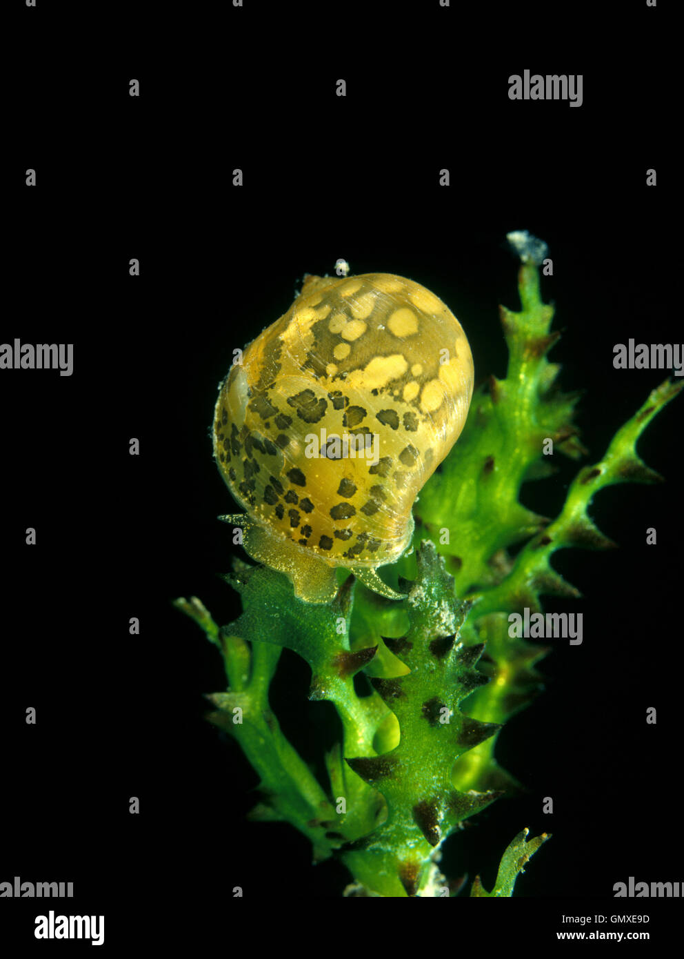 Big Ear Radix Snail High Resolution Stock Photography and Images - Alamy