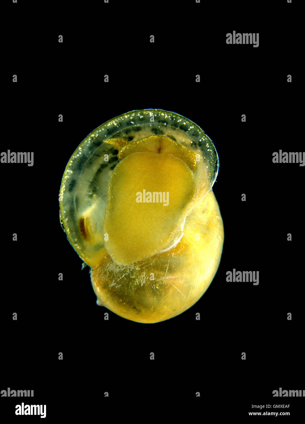 Big Ear Radix Snail High Resolution Stock Photography and Images - Alamy