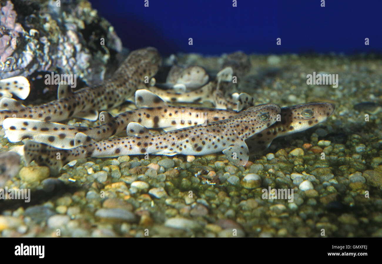 Dogfish Stock Photos & Dogfish Stock Images Alamy