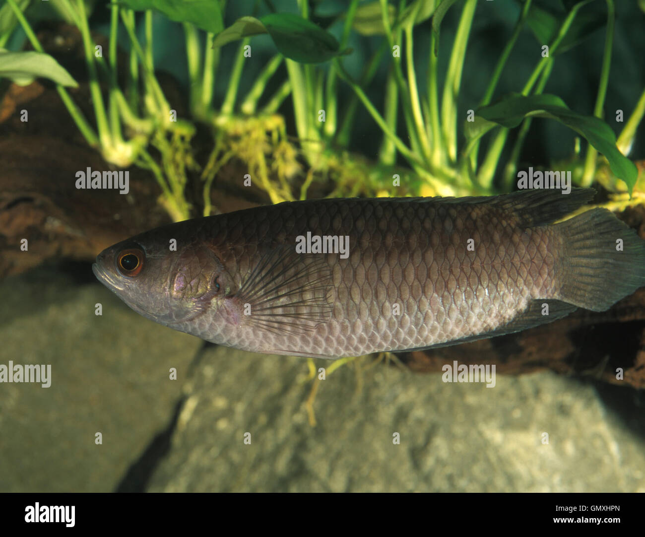 Aquarium Accessory High Resolution Stock Photography and Images Alamy